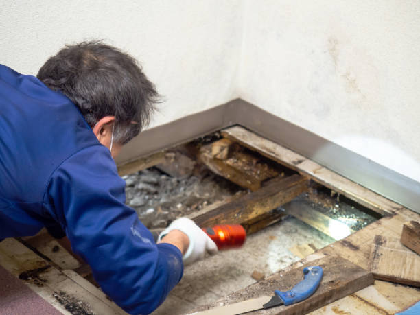 Best Mold Removal Near Me  in Vilonia, AR