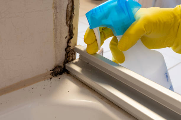 Best Residential Mold Removal  in Vilonia, AR
