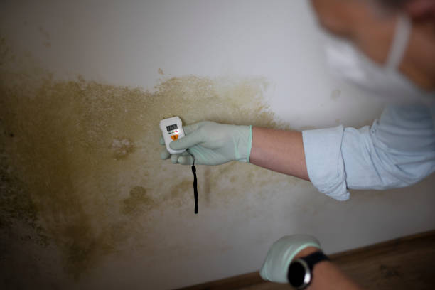 Best Mold Testing  in Vilonia, AR