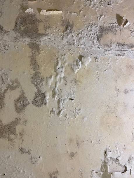 Best Emergency Mold Removal  in Vilonia, AR